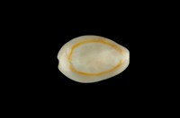 藏品(金環寶螺)的圖片